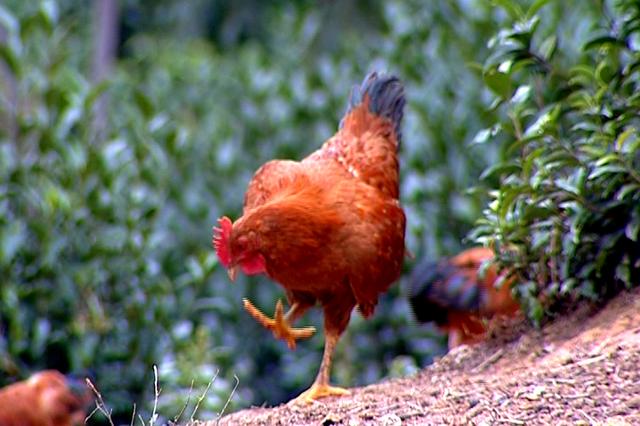 开云电竞凯发国际娱乐官官网